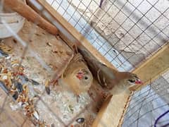 Strawberry finches pair (5 months k patthy)