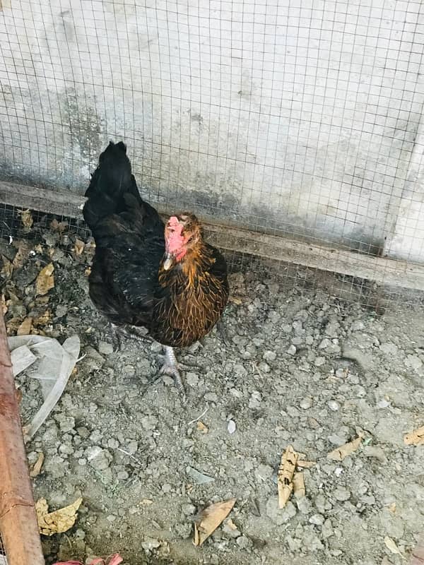 hens for sale 3