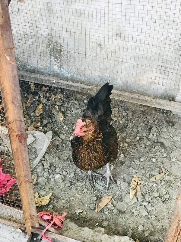 hens for sale 4