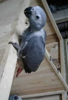 African grey parrot for sale 03325023078