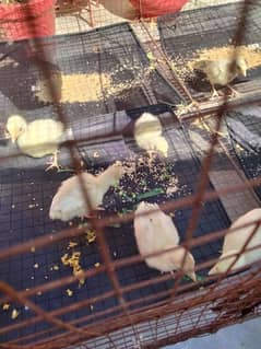 turkey chicks white colour