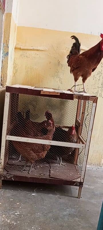 Golden nisri egg laying hens 1