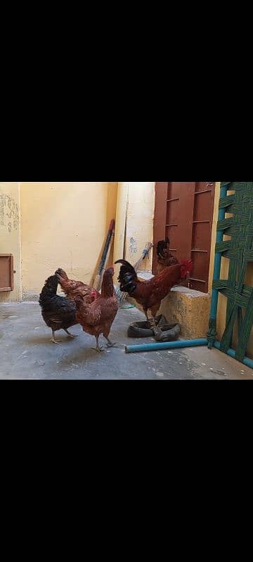 Golden nisri egg laying hens 5