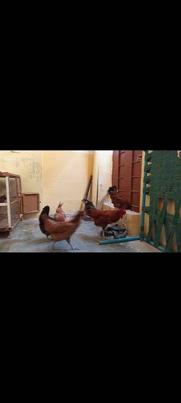 Golden nisri egg laying hens 6