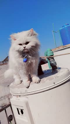 Persian Cat