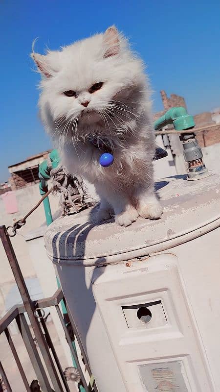 Persian Cat 1