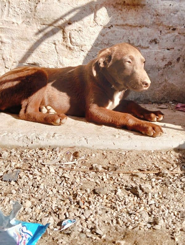 pointer+Labrador 2