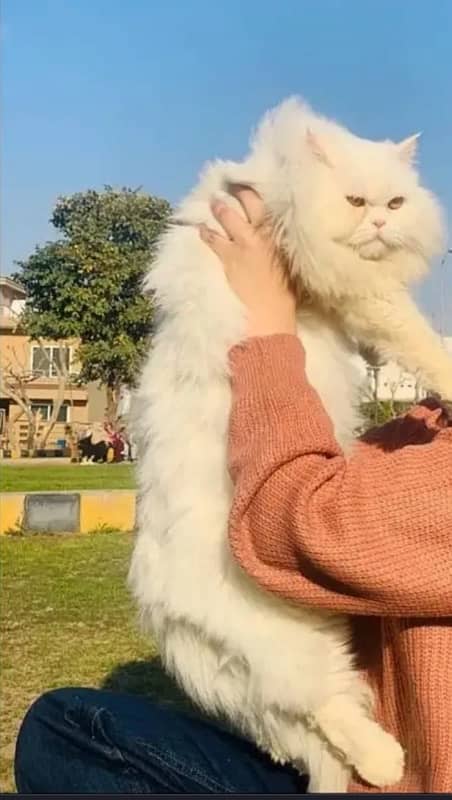 Persian Male Cat For Stud 0