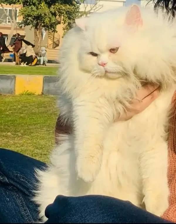 Persian Male Cat For Stud 1