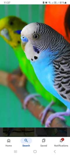 Australian parrot breeder