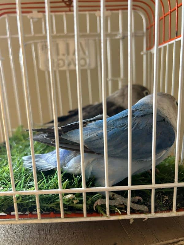 i amselling my birds 8