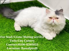 (For Mating Stud Cross ) CFA Persian Male Cat Peke Piki Peki face