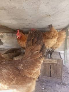 5 egg laying golden misri hens