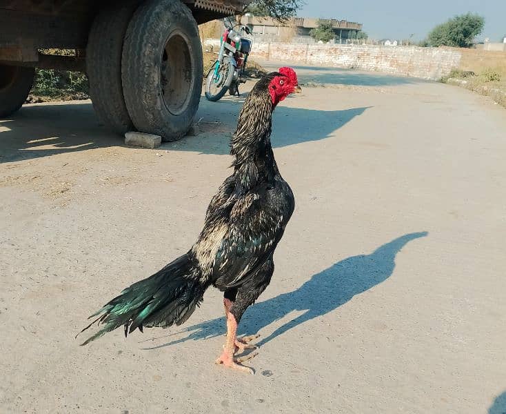 High quality Aseel Bird for sale 0