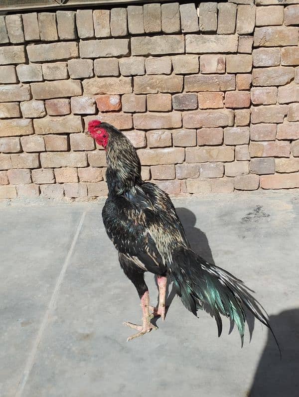 High quality Aseel Bird for sale 1