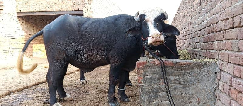 Neeli Bull for breading 1