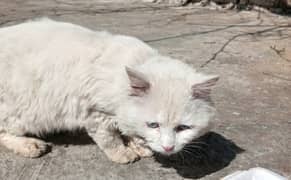 Persian Cat Pair | Blue Eyes