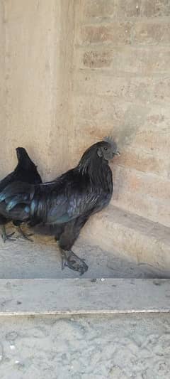 ayam cemani