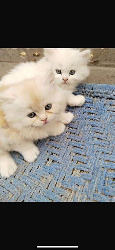 Persian cats My WhatsApp 03015880301 9