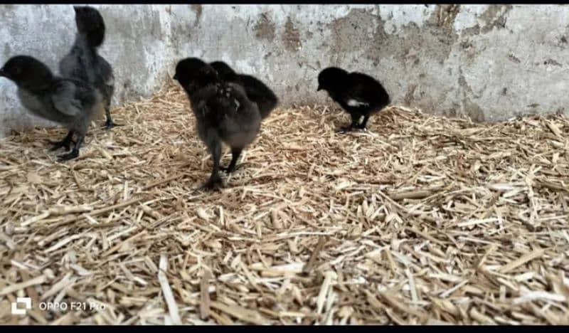 ayam cimani healthy and fertile eggs for sale 2