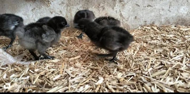 ayam cimani healthy and fertile eggs for sale 3