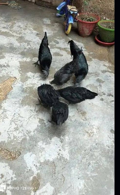 ayam cimani healthy and fertile eggs for sale 4