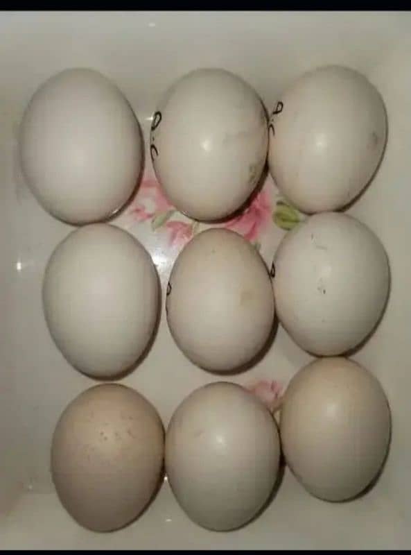 ayam cimani healthy and fertile eggs for sale 5