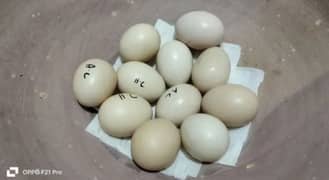 ayam cimani healthy and fertile eggs for sale