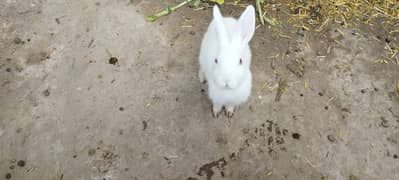 pure white rabbits and black and white rabbits