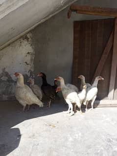 heera aseel chicks for sale