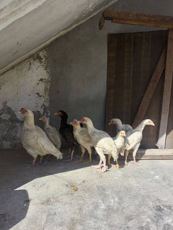 heera aseel chicks for sale 1