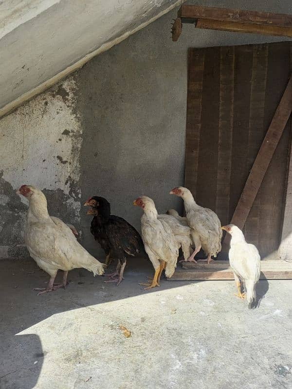 heera aseel chicks for sale 2