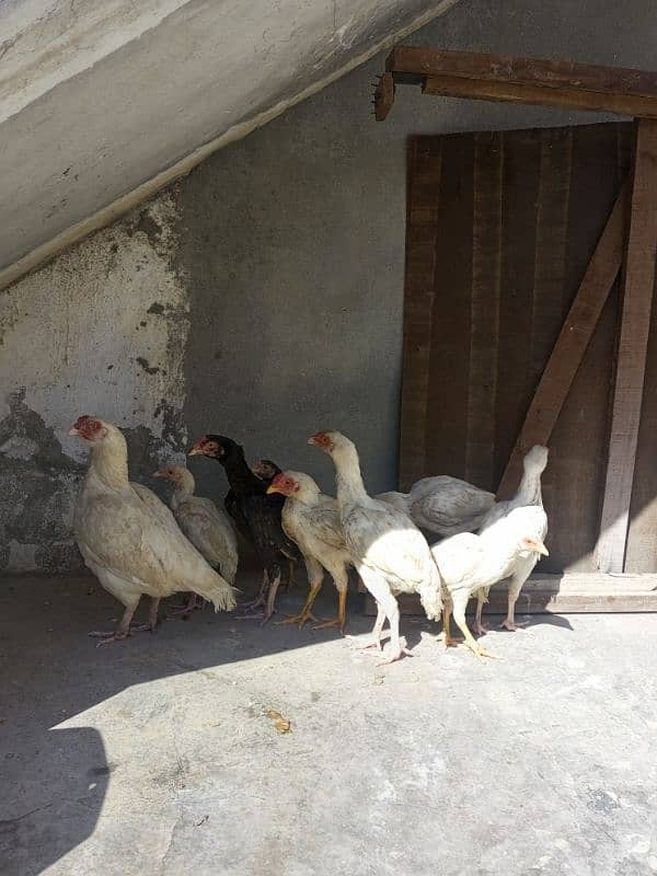 heera aseel chicks for sale 3