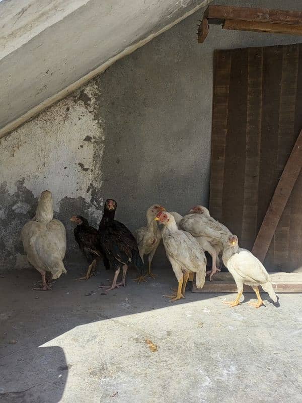 heera aseel chicks for sale 4