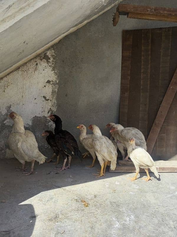 heera aseel chicks for sale 5