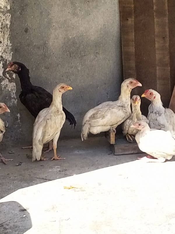 heera aseel chicks for sale 6