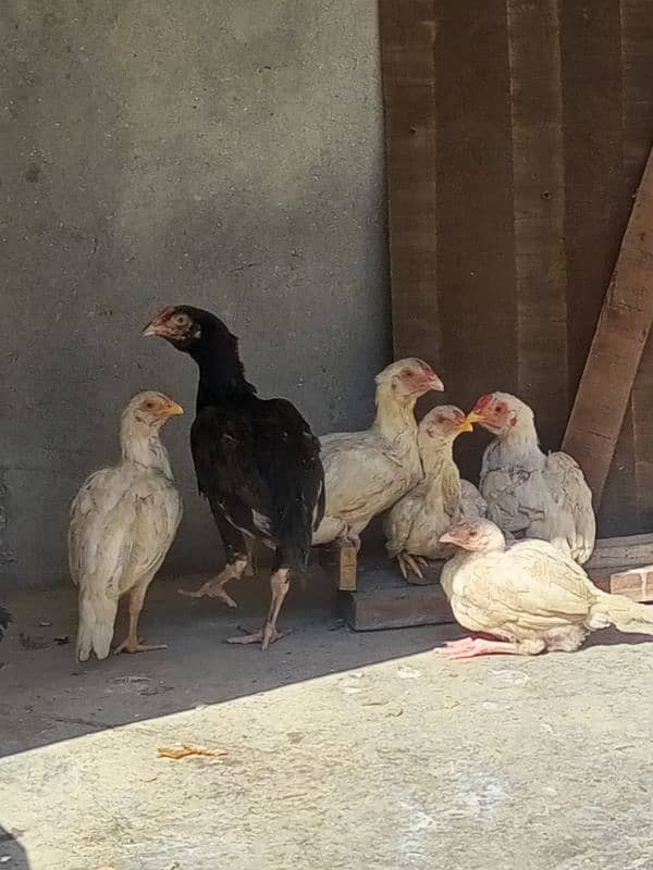 heera aseel chicks for sale 7