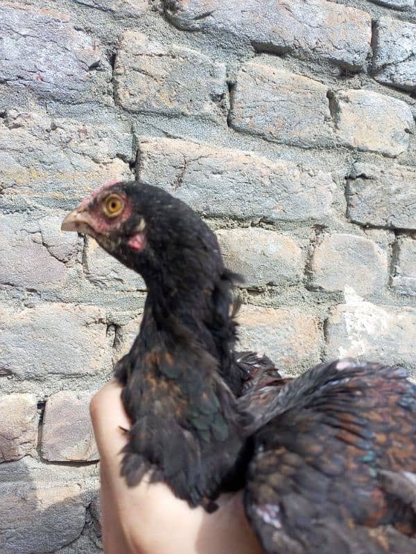 heera aseel chicks for sale 8