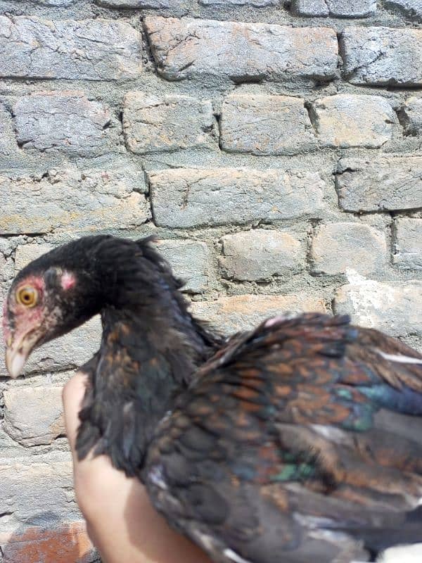 heera aseel chicks for sale 9