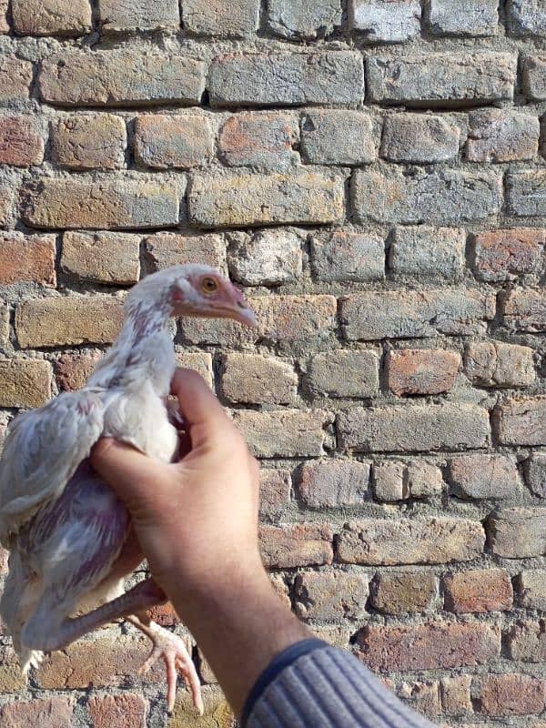 heera aseel chicks for sale 11