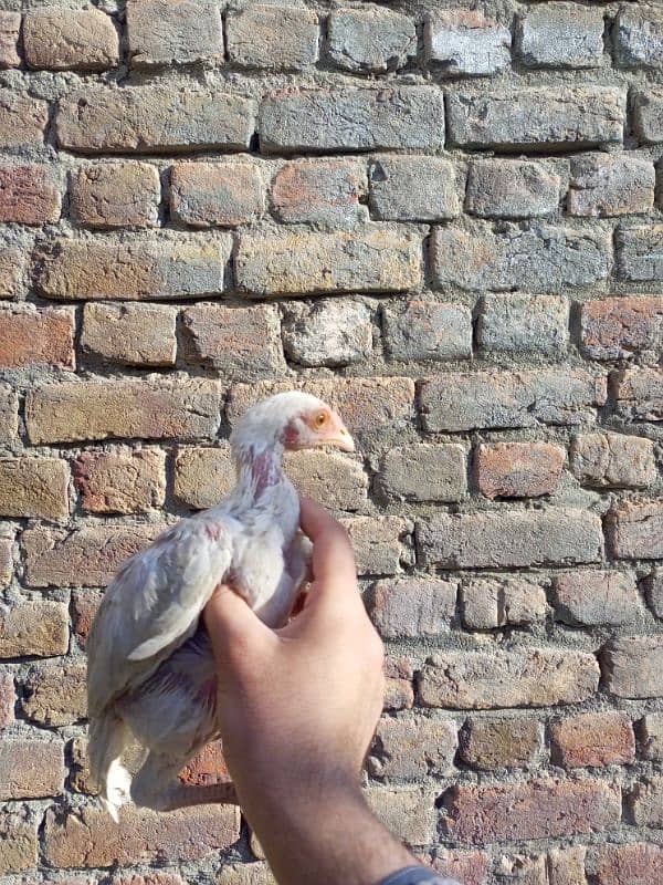 heera aseel chicks for sale 13