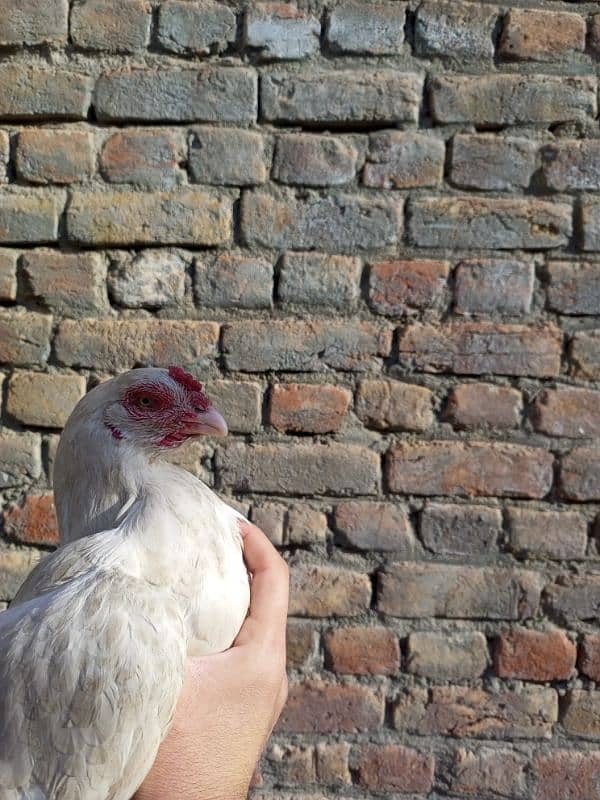 heera aseel chicks for sale 14