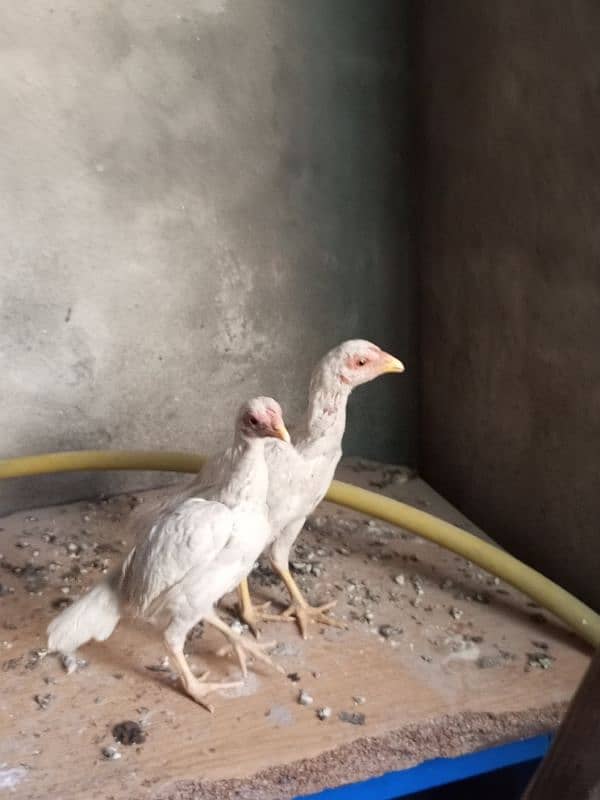 heera aseel chicks for sale 18