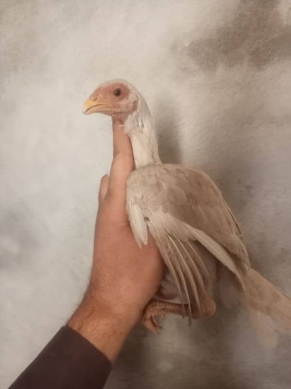 heera aseel chicks for sale 19