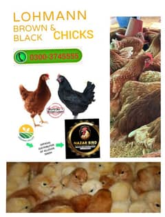 CHICKS/ADULT LOHMAN BROWN DAY OLD CHICK & EGG LAYING HENS AVAILABLE