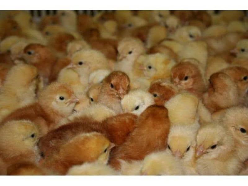 LOHMAN BROWN CHICKS/ADULT DAY OLD CHICK & EGG LAYING HENS AVAILABLE 2