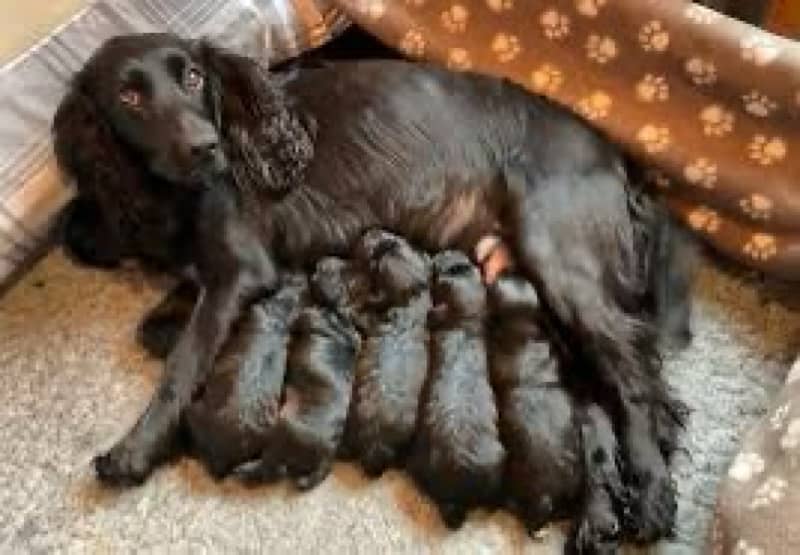 british cocker spaniels pups for sale 0