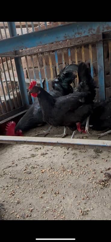 Austrolop eggs laying breeder set available for sale 0