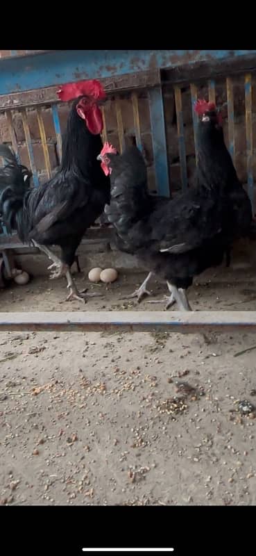 Austrolop eggs laying breeder set available for sale 1