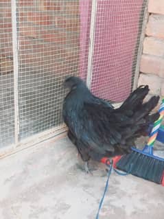 Ayam cemani female breefder female for sale